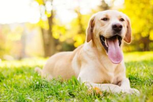 Cachorro deitado descançando depois de uma longa brincadeira com os donos