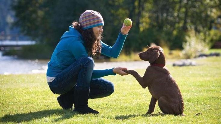 dicas de como treinar seu pet