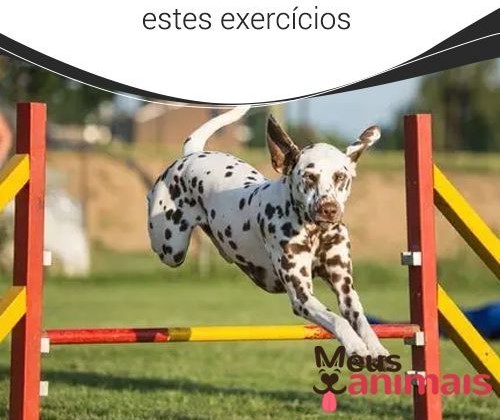 exercicios para seu pet manter a forma e a saude 